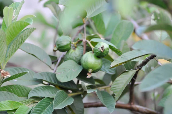 Guava Myrtaceae Psidium Guajava Linn Φυτό — Φωτογραφία Αρχείου