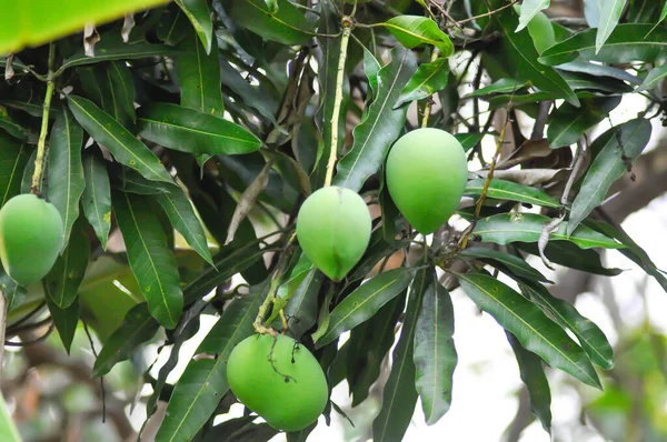 mango , mango seed or mango tree on the farm