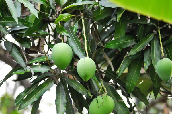 Mango Semilla Mango Árbol Mango Granja —  Fotos de Stock