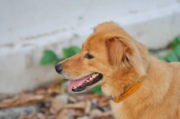 Cão Cão Castanho Chão Cão Inconsciente — Fotografia de Stock