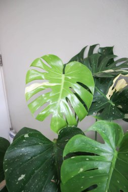 Monstera Thai takımyıldızı veya Canavar, Kasırga bitkisi veya İsviçre peynir bitkisi