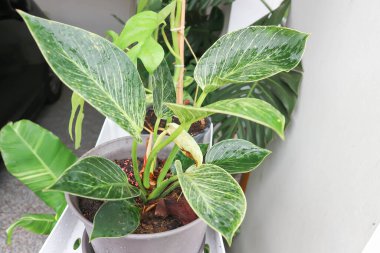 Philodendron, Philodendron Birkin ya da raftaki iki renkli bitki