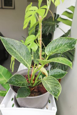 Philodendron, Philodendron Birkin ya da raftaki iki renkli bitki