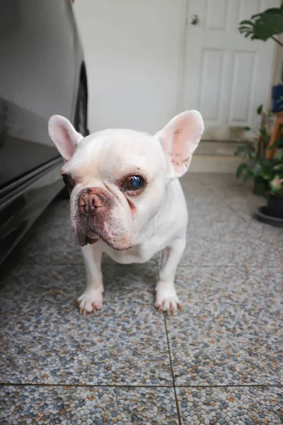 Köpek Fransız Bulldog Fransız Bulldog Evde Beyaz Fransız Bulldog — Stok fotoğraf