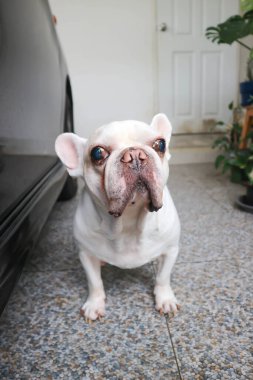 Köpek ya da Fransız bulldog, Fransız bulldog ya da evde beyaz Fransız bulldog.