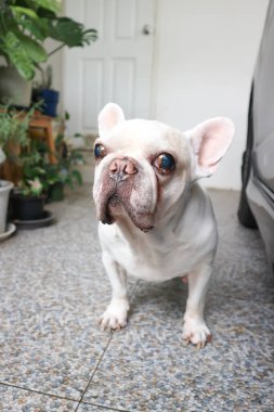 Köpek ya da Fransız bulldog, Fransız bulldog ya da evde beyaz Fransız bulldog.