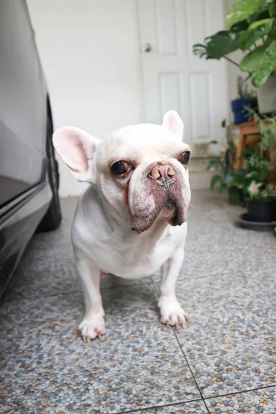Köpek Fransız Bulldog Fransız Bulldog Evde Beyaz Fransız Bulldog — Stok fotoğraf