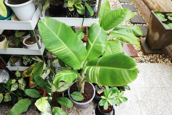 Kluai Tani Dang, Musa balbisiana Colla veya Musa Martini Van Geert veya muz ağacı veya üç renkli muz bitkisi