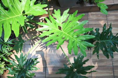 Philodendron veya Philodendron Selloum, Philodendron Bipinnatifidum bitkisi