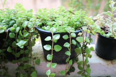 Minyatür Peperomia veya Pilea depresisa, Urticaceae bitkisi