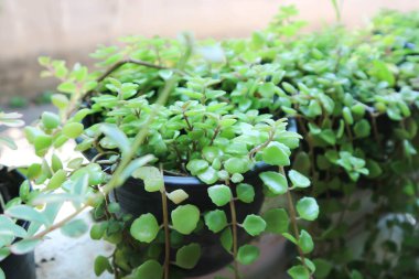 Minyatür Peperomia veya Pilea depresisa, Urticaceae bitkisi