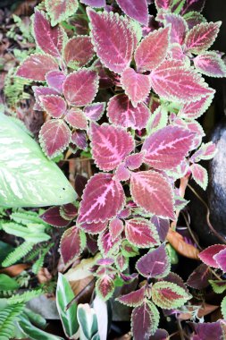 Plectranthus scutellarioides veya Coleus, boyalı ısırgan otu