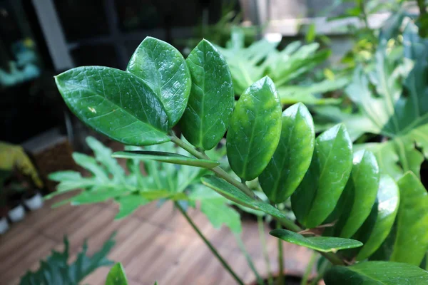 Zamioculcas Zamifolia Klejnot Zanzibar Lub Zakład Araceae — Zdjęcie stockowe