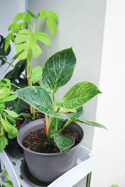 Philodendron Philodendron Birkin Växt Trädgården — Stockfoto