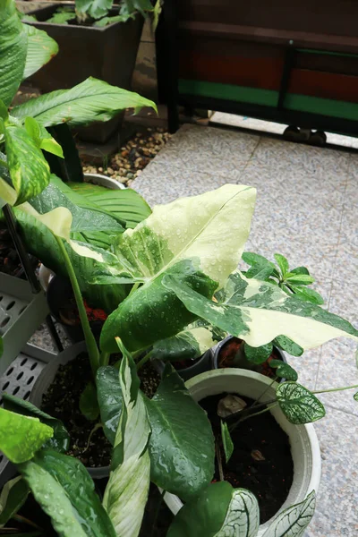 アロカシア アロカシアマクロリゾスまたはアロカシア植物または二色アロカシア植物 — ストック写真