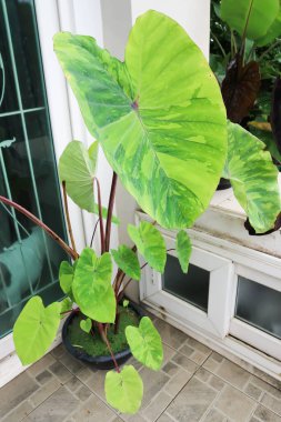 Colocasia esculenta, Lemon Lime Gecko veya Colocasia bitkisi evde.