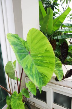 Colocasia esculenta, Lemon Lime Gecko veya Colocasia bitkisi evde.