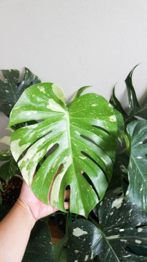 Monstera Thai takımyıldızı veya Canavar, Kasırga bitkisi veya İsviçre peyniri veya iki renkli bitki