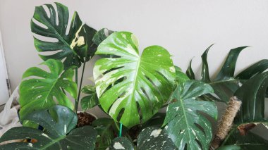 Monstera Thai takımyıldızı veya Canavar, Kasırga bitkisi veya İsviçre peyniri veya iki renkli bitki