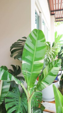 Aureo striata, Florida soyu veya Heliconia indica Lam veya Musa, Musa sp veya MUSACEAE veya Striata veya Muz ya da Sarı çizgili Heliconia veya muz bitkisi