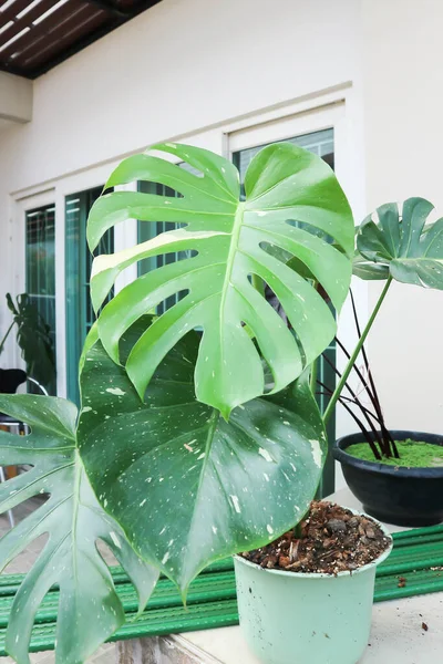 Monstera Thai Constelación Monstera Planta Huracán Queso Suizo Planta Bicolor — Foto de Stock