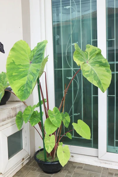 Colocasia Esculenta Lemon Lime Gecko Planta Colocasia Casa — Foto de Stock