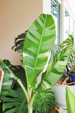 Aureo striata, Florida soyu veya Heliconia indica Lam veya Musa, Musa sp veya MUSACEAE veya Striata veya Muz ya da Sarı çizgili Heliconia veya muz bitkisi