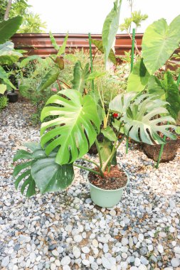 Monstera Thai takımyıldızı veya Canavar, Kasırga bitkisi veya İsviçre peyniri veya iki renkli bitki