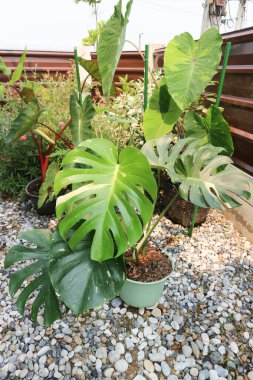 Monstera Thai takımyıldızı veya Canavar, Kasırga bitkisi veya İsviçre peyniri veya iki renkli bitki