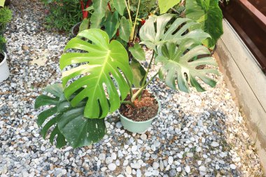 Monstera Thai takımyıldızı veya Canavar, Kasırga bitkisi veya İsviçre peyniri veya iki renkli bitki