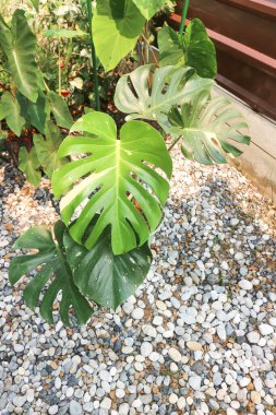 Monstera Thai takımyıldızı veya Canavar, Kasırga bitkisi veya İsviçre peyniri veya iki renkli bitki