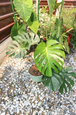 Monstera Thai takımyıldızı veya Canavar, Kasırga bitkisi veya İsviçre peyniri veya iki renkli bitki