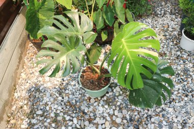 Monstera Thai takımyıldızı veya Canavar, Kasırga bitkisi veya İsviçre peyniri veya iki renkli bitki