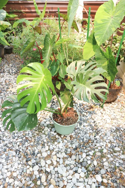 Monstera Thai Constellation Monstera Uragano Formaggio Svizzero Bicolore — Foto Stock