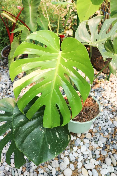 Monstera Thai Constellation Monstera Uragano Formaggio Svizzero Bicolore — Foto Stock