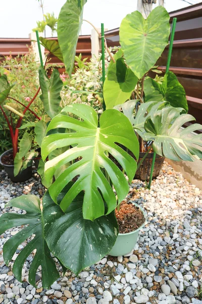 Monstera Thai takımyıldızı veya Canavar, Kasırga bitkisi veya İsviçre peyniri veya iki renkli bitki