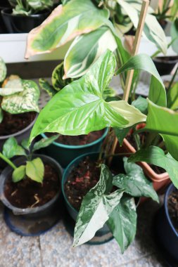 Syngonium podophyllum, Arrowhead Vine veya Goosefoot Plant veya Araceae bitkisi