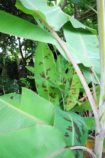 Бананова Рослина Кров Яний Банан Або Musa Acuminata Або Musa — стокове фото