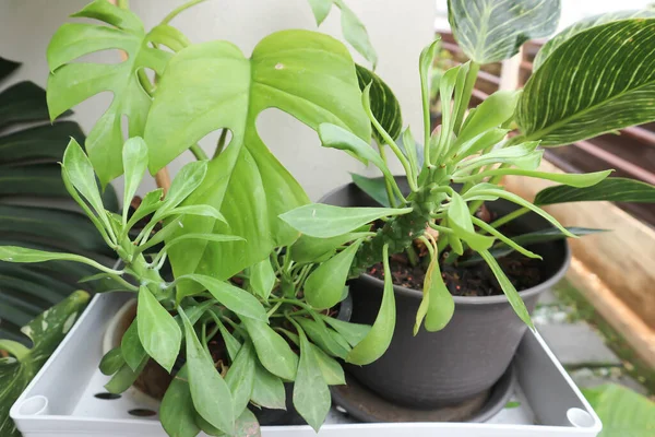 Monadenium Euphorbia Ritchiei Euphorbiaceae Plant — 스톡 사진