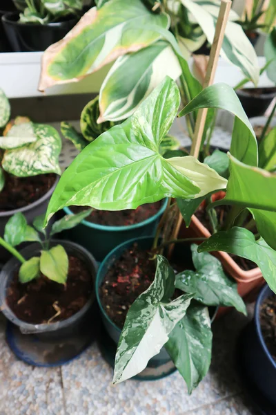 Syngonium podophyllum, Arrowhead Vine veya Goosefoot Plant veya Araceae bitkisi