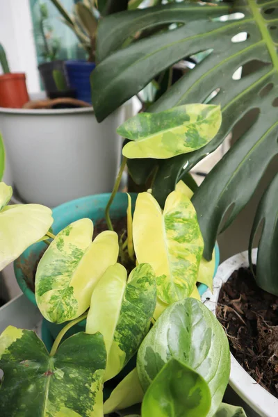 Philodendron Burle Marx Varyasyonlu, Philodendron veya ARACEAE bitkisi