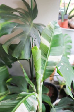 Aureo striata, Florida soyu veya Heliconia indica Lam veya MUSACEAE veya Striata veya Variegated Banana veya Sarı çizgili Heliconia veya muz bitkisi