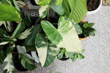 Alocasia, Alocasia makrhizos veya Alocasia bitkisi veya üç renkli alocasia veya beyaz ve yeşil yapraklar