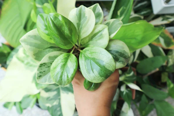 Peperomia Obtusifolia Baby Rubber Plant Pepper Face Piperaceae Plant — 스톡 사진