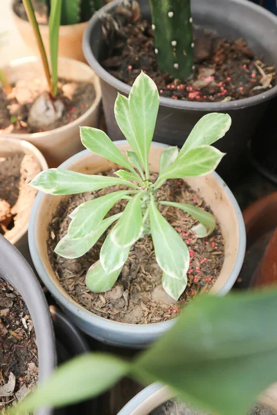 Monadênio Euforbia Ritchiei Planta Euphorbiaceae Monadênio — Fotografia de Stock