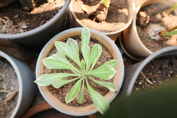 Monadenyum, Euphorbia ritchiei veya EUPHORBIACEAE fabrikası veya Monadenium