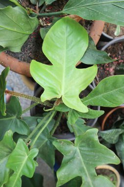 Philodendron pedatum, Philodendron veya ARACEAE bitkisi