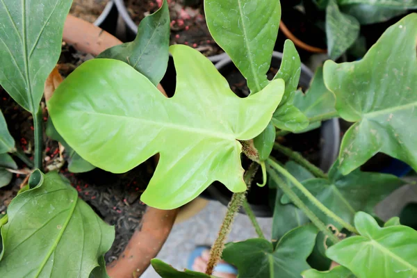 Filodendron Pedatum Philodendron Araceae Plant — Stockfoto