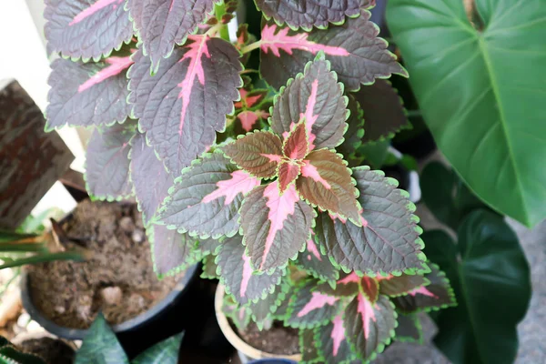Plectranthus scutellarioides veya Coleus, boyalı ısırgan otu