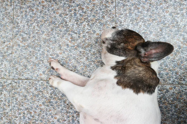 Bulldog Francés Soñoliento Bulldog Francés Perro Dormido —  Fotos de Stock